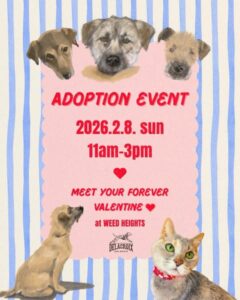 バレンタイン譲渡会